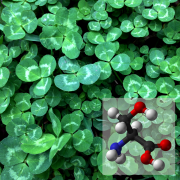 amino acid overlaid on clover