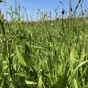 multispecies sward close up
