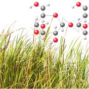 Neutral Detergent Fiber molecule over grass