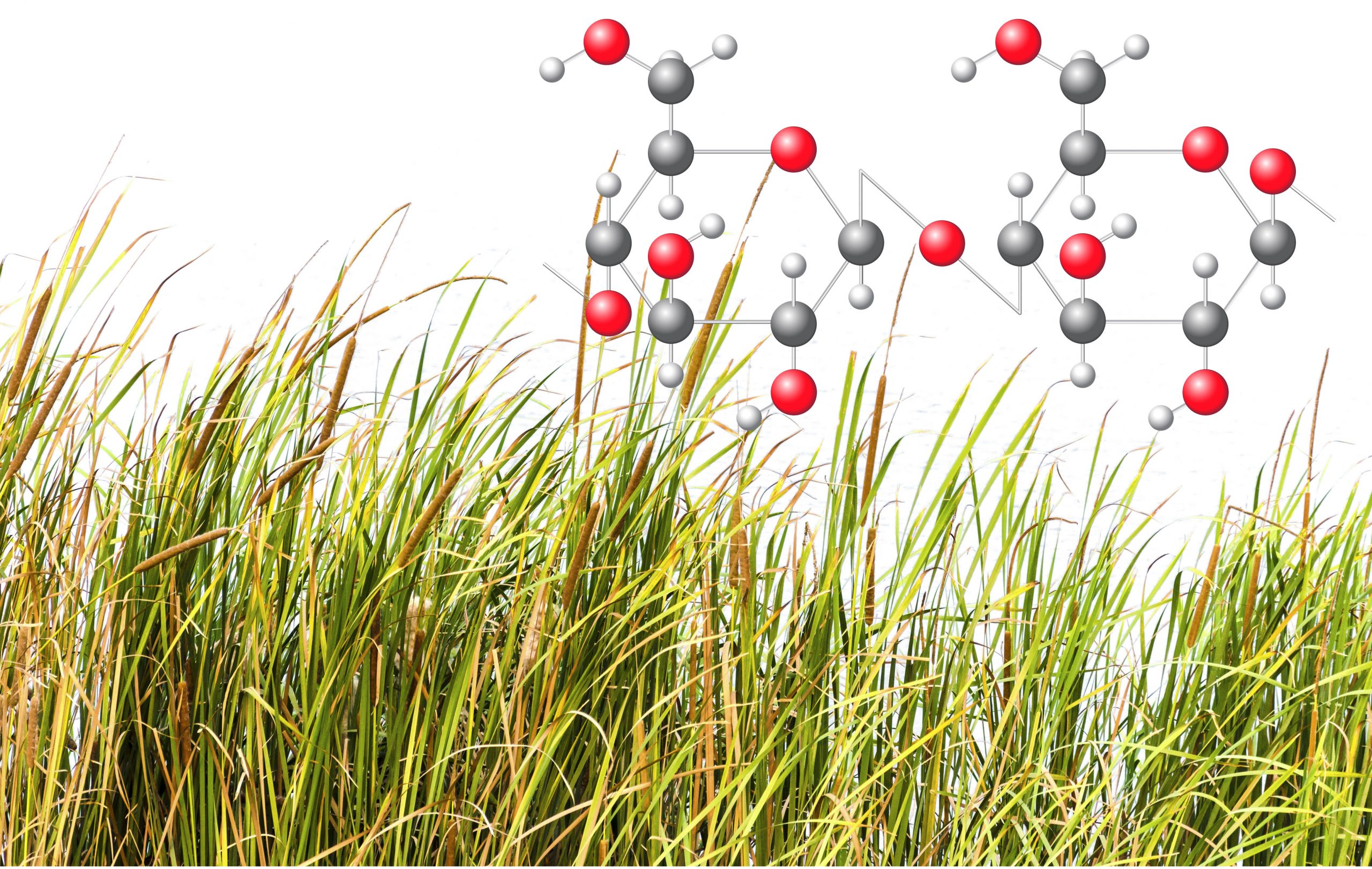 Plant compounds