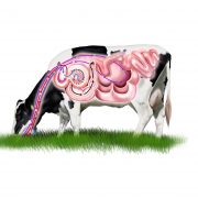 dairy cow digestion