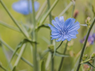 chicory-5303171_1920 (1)