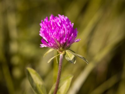 red-clover-1662601_1920