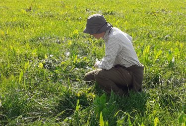 Man looking at a herbal ley