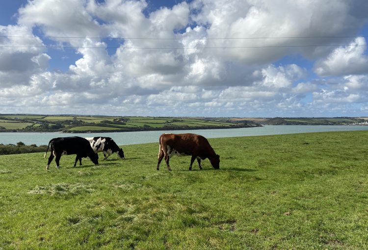 porthilly grazing