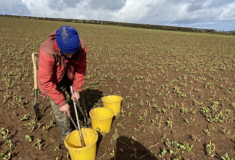 soil sampling