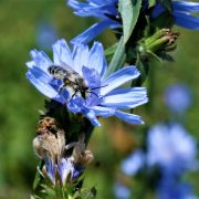 bee on chicory flower