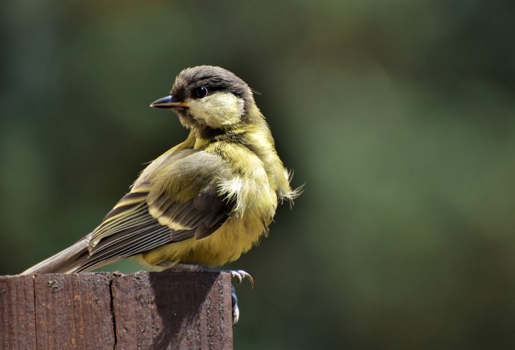 great tit on post