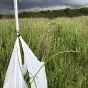 forage sample being weighed in a field