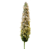 Meadow foxtail