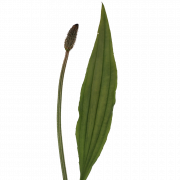 Ribwort plantain