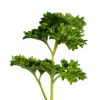 Sheep's parsley