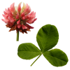 Alsike clover