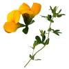 Birds-foot-trefoil