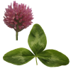 Red clover