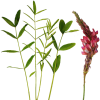 Sainfoin