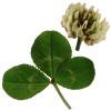 White clover