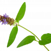 Selfheal